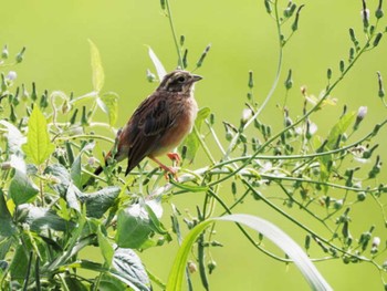 Fri, 10/6/2023 Birding report at 宗像市(福岡県)