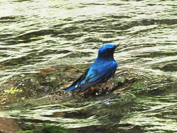 2023年9月20日(水) 男池湧水群(大分県)の野鳥観察記録