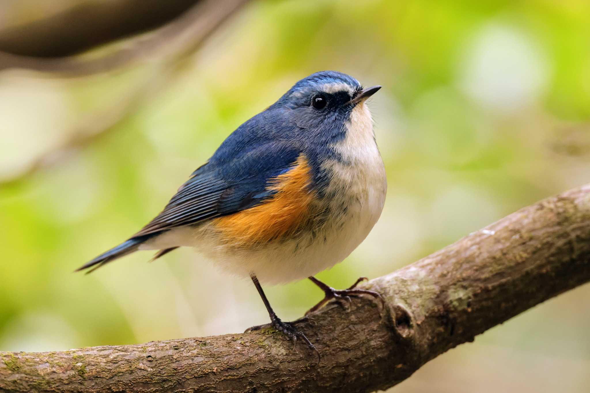 Photo of Red-flanked Bluetail at 兵庫県立ゆめさきの森公園 by トビトチヌ