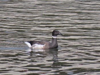 Brant Goose 志津川湾 Sat, 2/17/2024