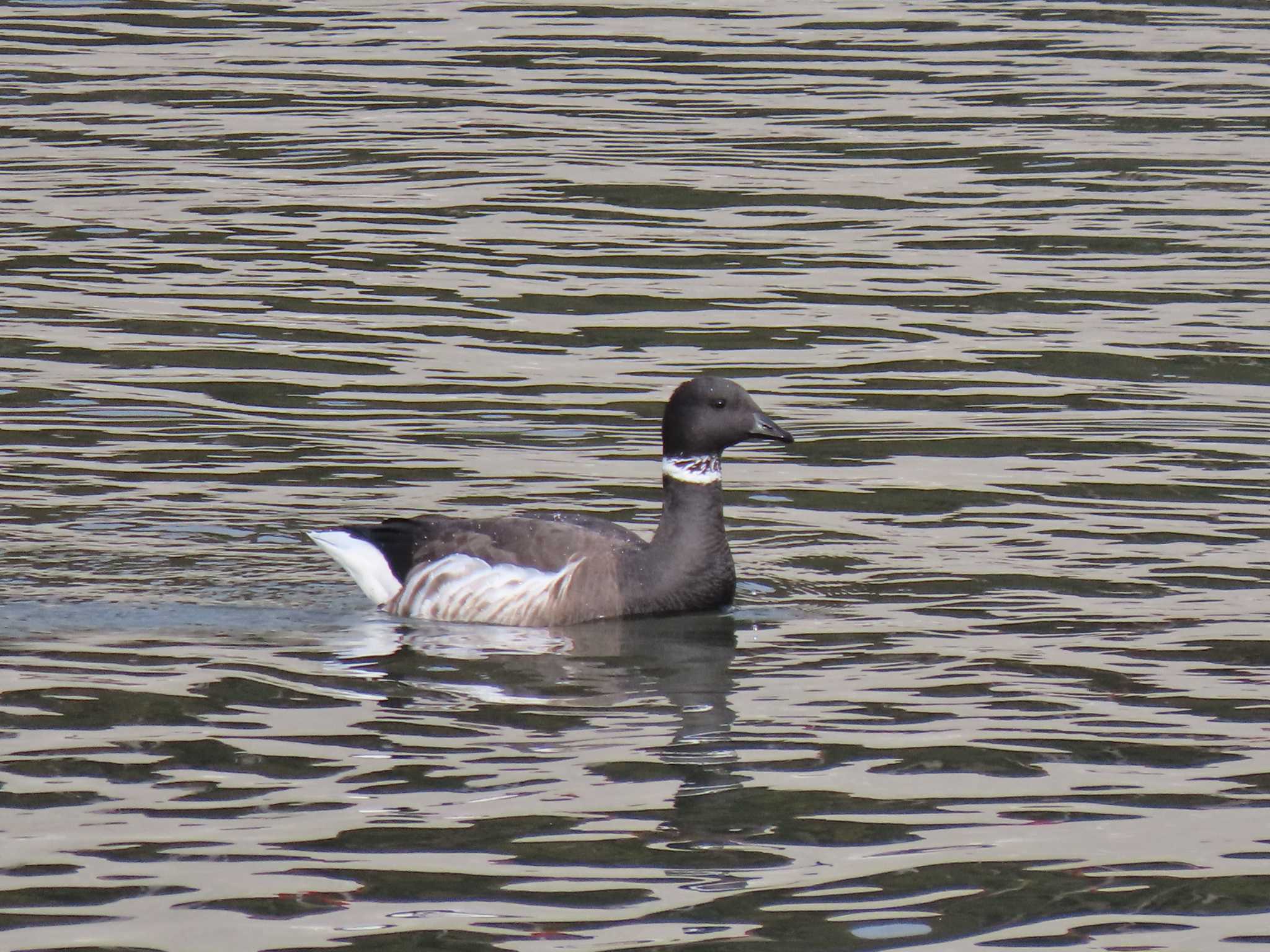 Brant Goose