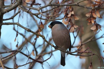 Eurasian Bullfinch(rosacea) 和泉葛城山 Sat, 2/17/2024