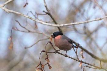 Eurasian Bullfinch(rosacea) 和泉葛城山 Sat, 2/17/2024