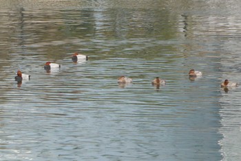 ホシハジロ 高島水際線公園 2018年11月27日(火)