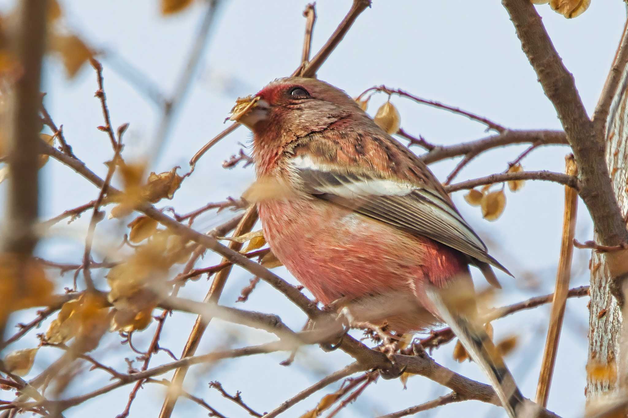 Siberian Long-tailed Rosefinch