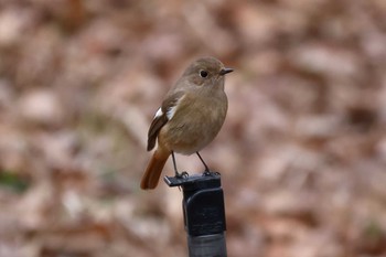 Daurian Redstart Arima Fuji Park Sun, 2/18/2024