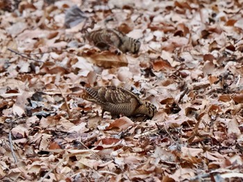 Eurasian Woodcock Maioka Park Fri, 2/2/2024