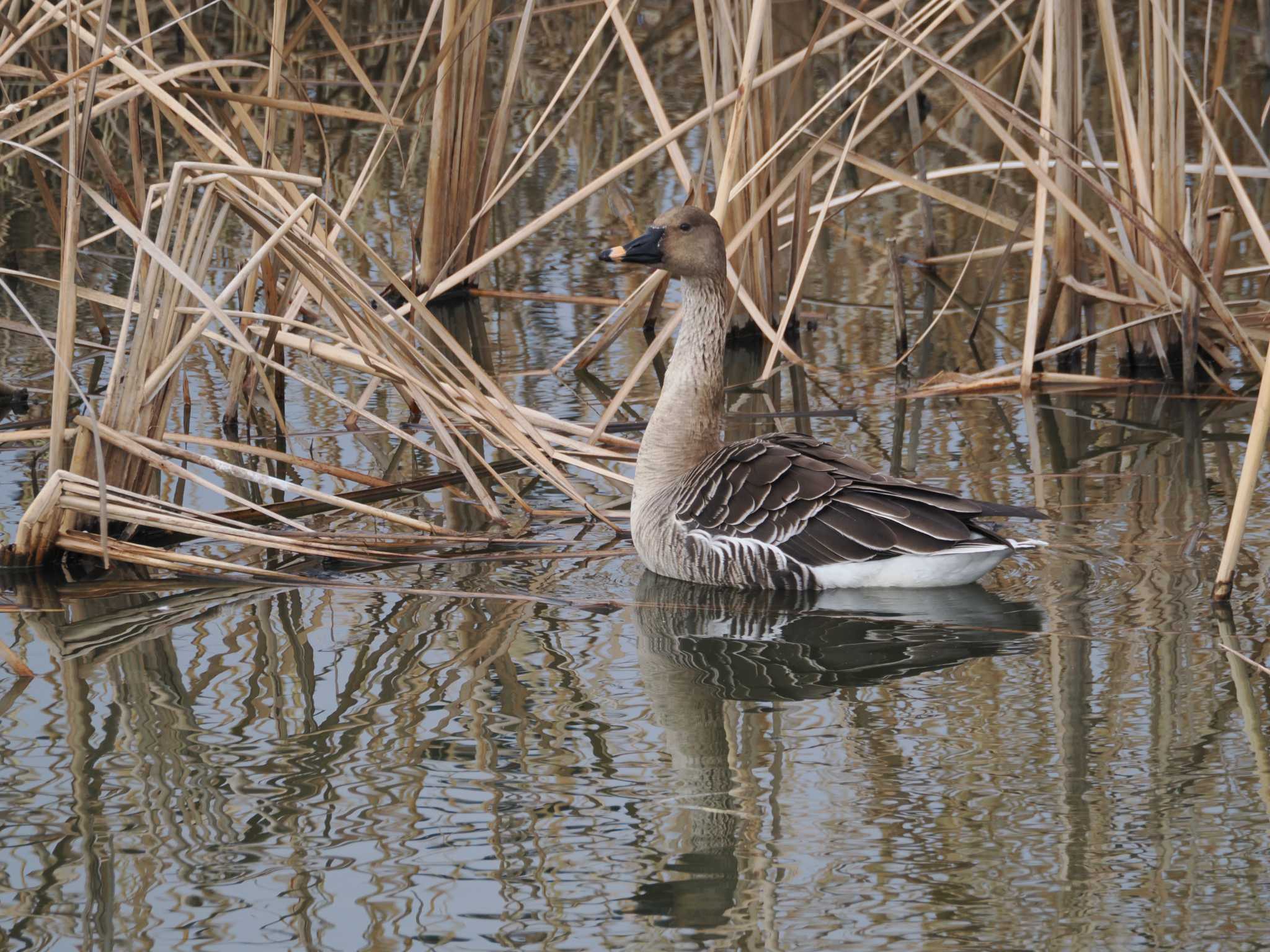 Taiga Bean Goose