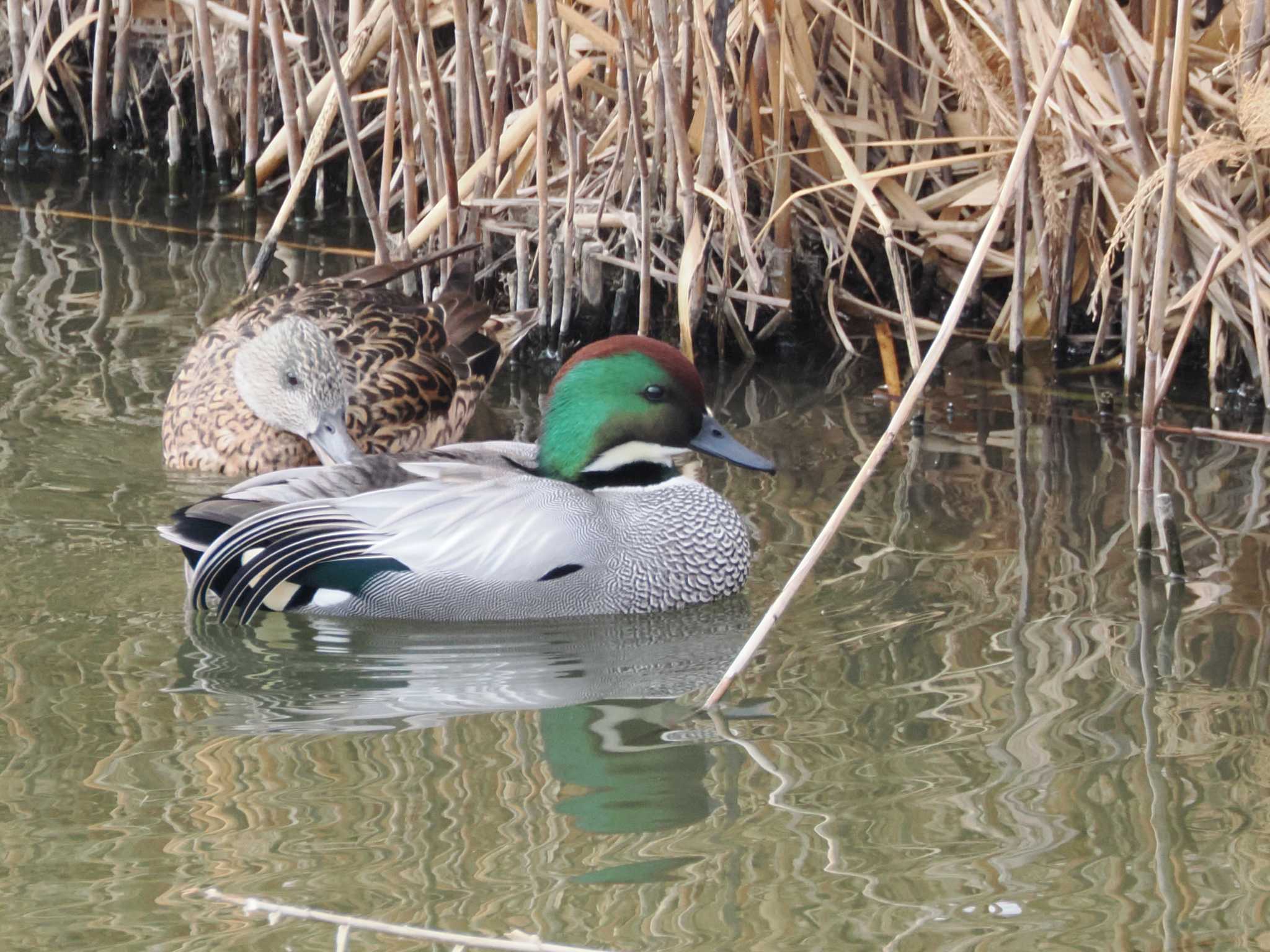 Falcated Duck