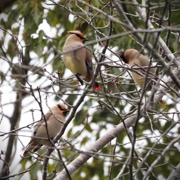 Japanese Waxwing 姫路市自然観察の森 Tue, 2/20/2024