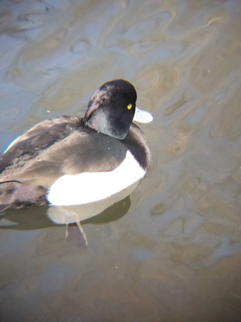 Tufted Duck 合併記念見沼公園 Fri, 2/16/2024