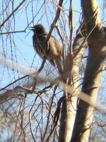 Brown-eared Bulbul 合併記念見沼公園 Fri, 2/16/2024