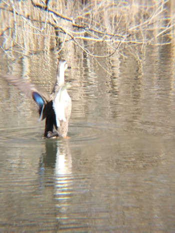 Eastern Spot-billed Duck 合併記念見沼公園 Fri, 2/16/2024