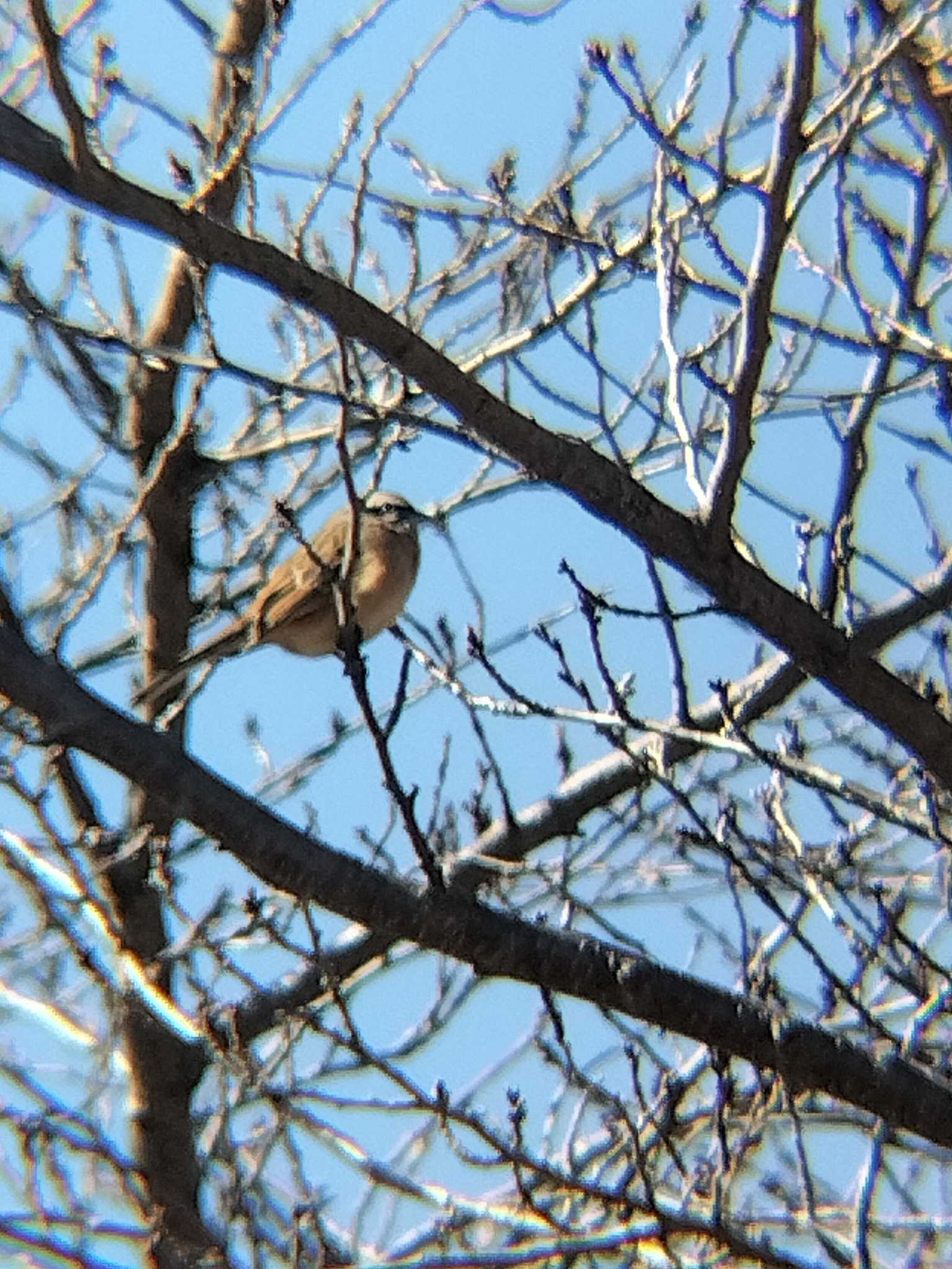 Photo of Rock Bunting at 思い出の里市営霊園 by 鼻ほくろ