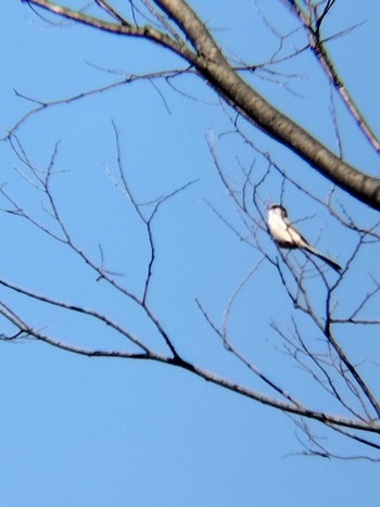 Long-tailed Tit 思い出の里市営霊園 Fri, 2/16/2024