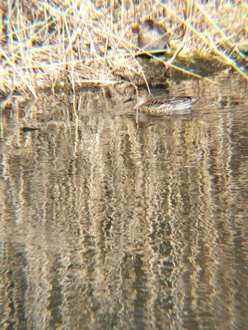 Eurasian Teal 合併記念見沼公園 Fri, 2/16/2024