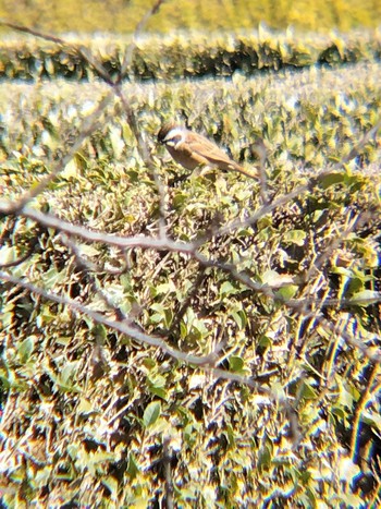 Meadow Bunting 思い出の里市営霊園 Fri, 2/16/2024