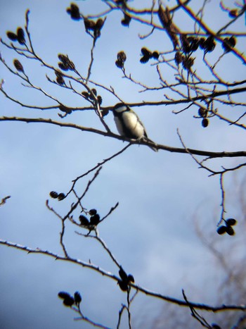 Great Tit 合併記念見沼公園 Fri, 2/16/2024