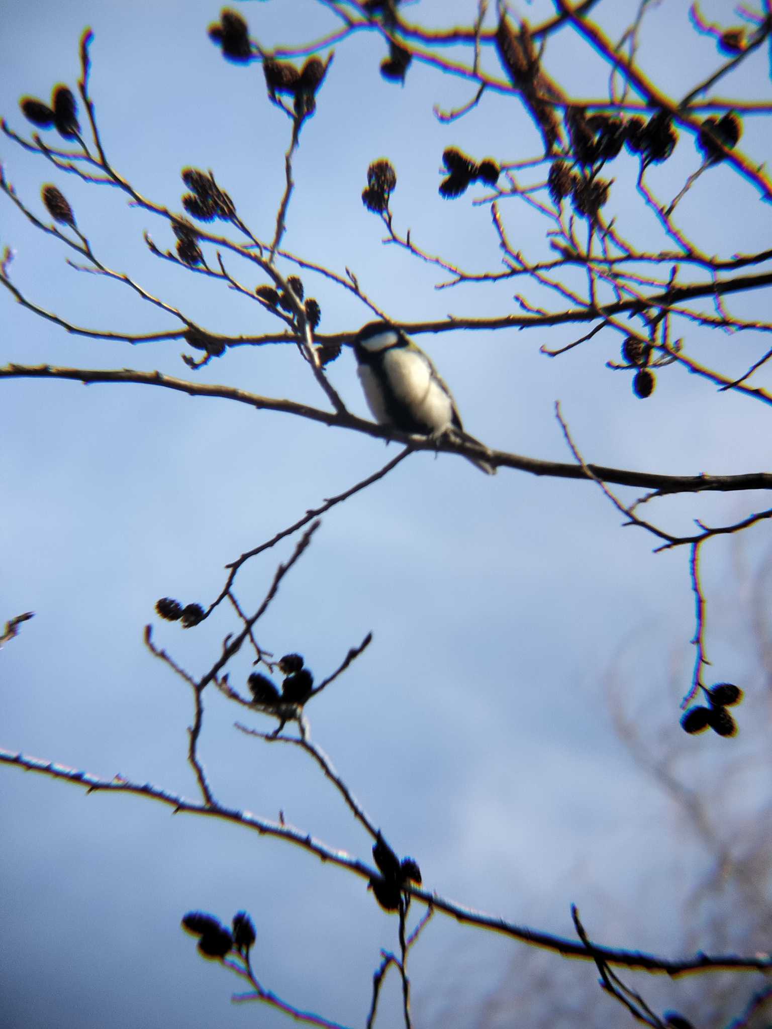 Photo of Great Tit at 合併記念見沼公園 by 鼻ほくろ