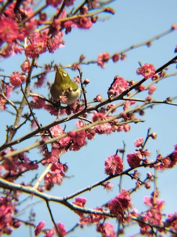 Warbling White-eye 西川口陸橋付近 Tue, 2/20/2024