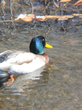 Mallard 合併記念見沼公園 Fri, 2/16/2024