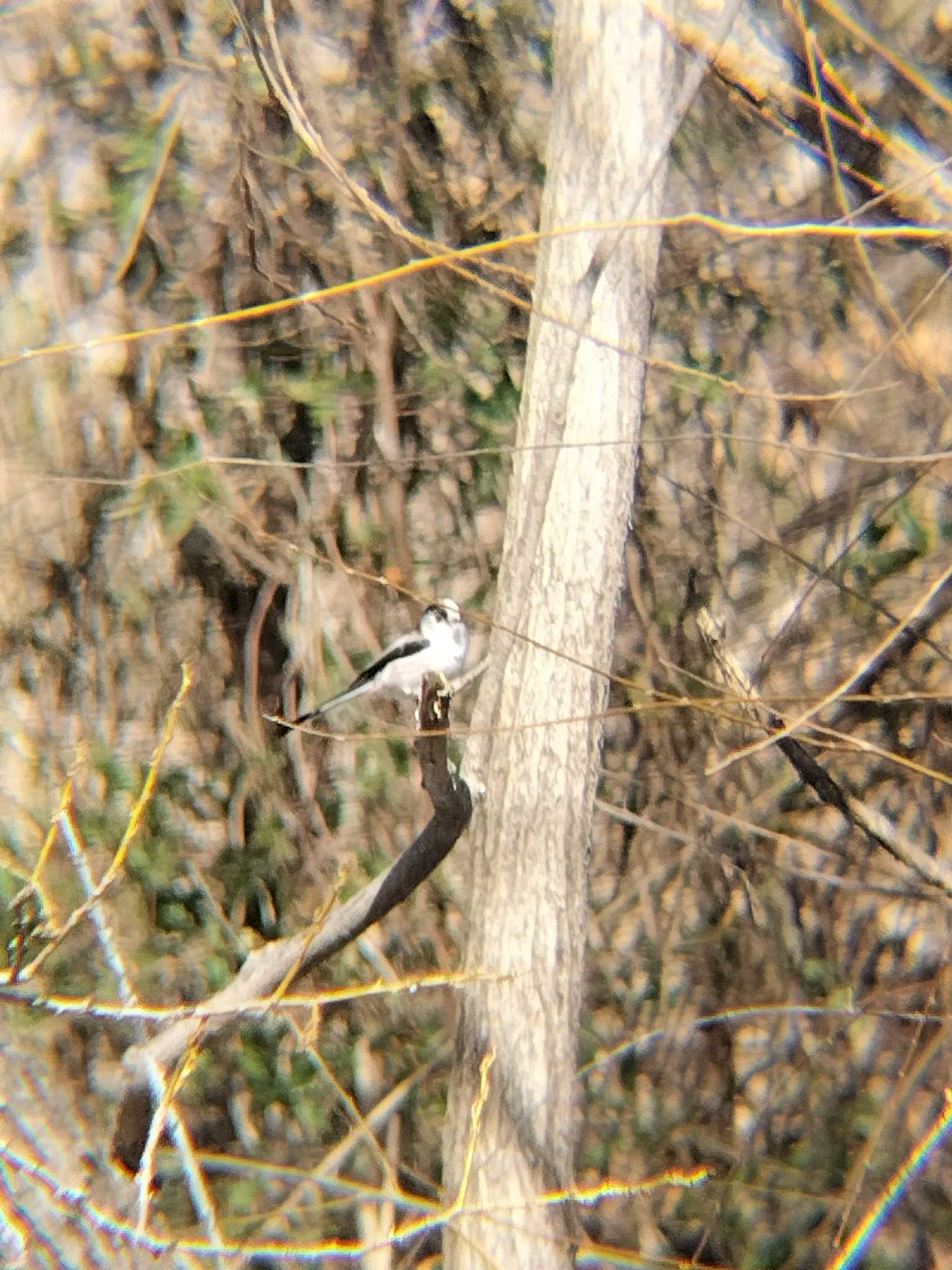 Photo of Long-tailed Tit at 合併記念見沼公園 by 鼻ほくろ