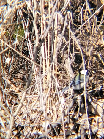 Great Tit 合併記念見沼公園 Fri, 2/16/2024