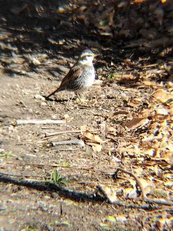 Dusky Thrush 合併記念見沼公園 Fri, 2/16/2024