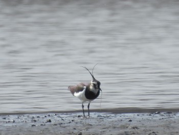 Sun, 2/18/2024 Birding report at Watarase Yusuichi (Wetland)