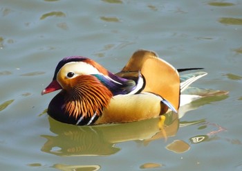 Mandarin Duck 豊中市 Sun, 2/18/2024