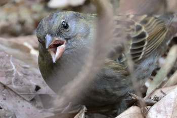 Grey Bunting 東京都多摩地域 Mon, 11/26/2018