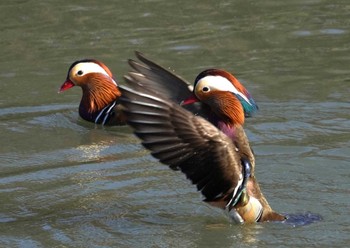 Mandarin Duck 豊中市 Sun, 2/18/2024