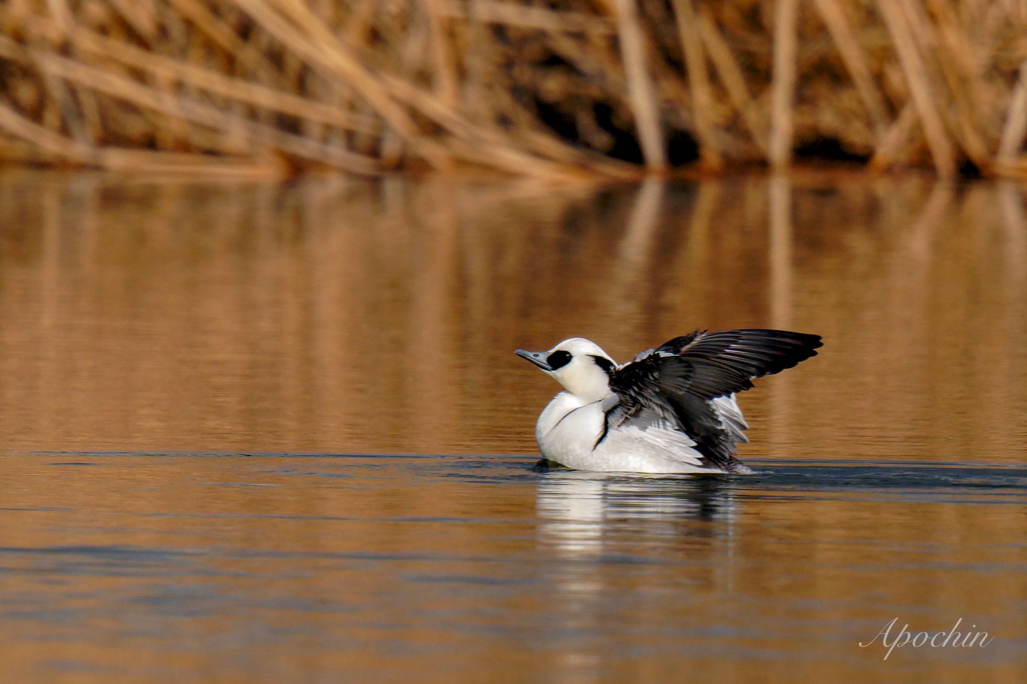 Photo of Smew at Shin-yokohama Park by アポちん