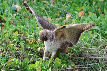 Eastern Buzzard 東京都多摩地域 Tue, 2/20/2024