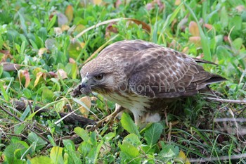 Eastern Buzzard 東京都多摩地域 Tue, 2/20/2024