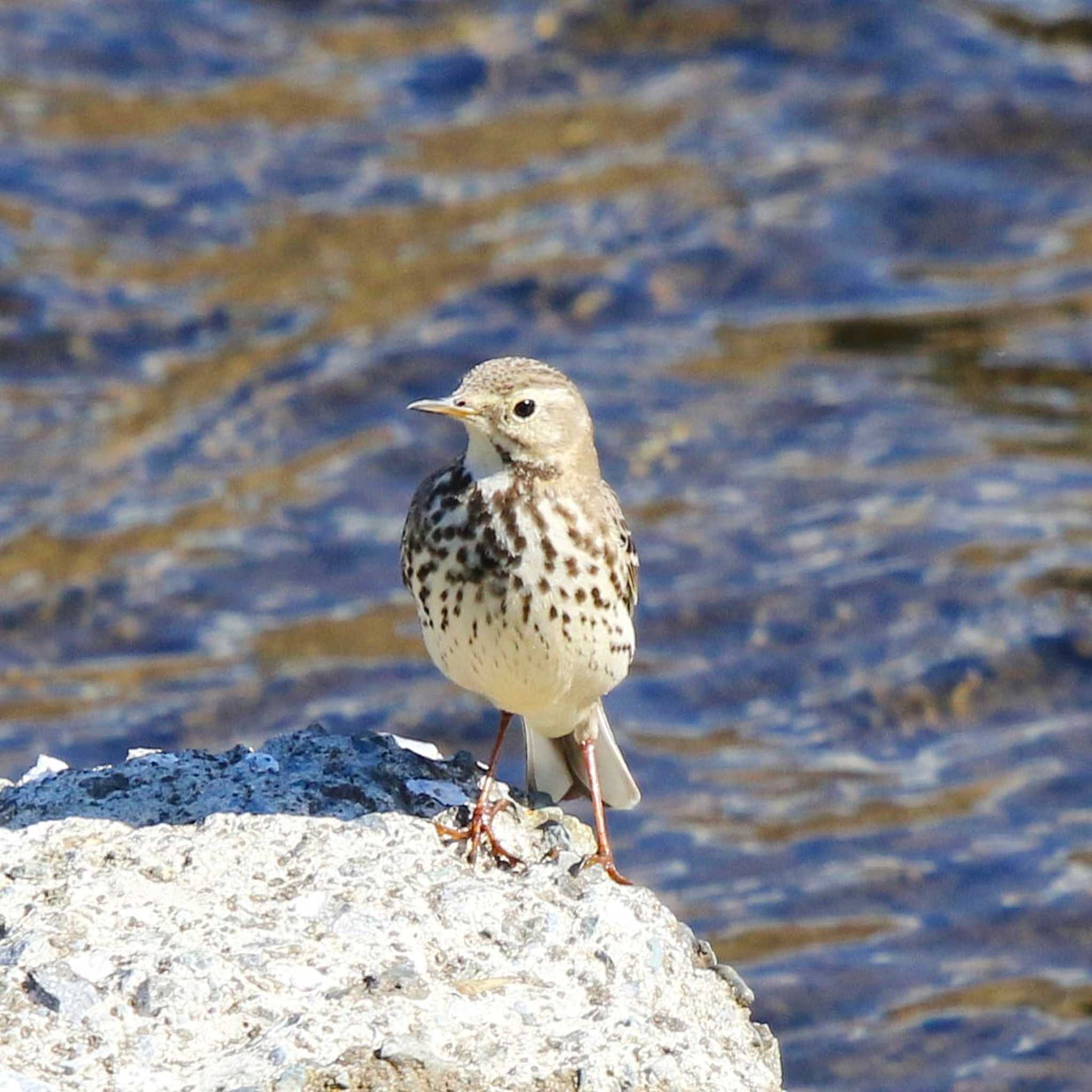 Photo of Water Pipit at 玉川(厚木市) by Tak4628