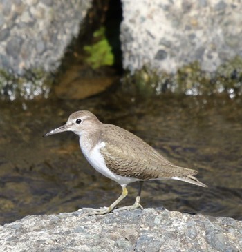 Common Sandpiper 玉川(厚木市) Wed, 2/14/2024