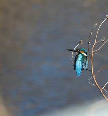 Common Kingfisher 玉川(厚木市) Wed, 2/7/2024