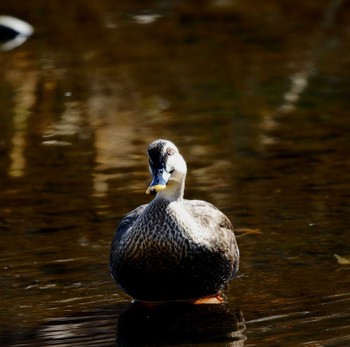 Eastern Spot-billed Duck 玉川(厚木市) Wed, 2/7/2024