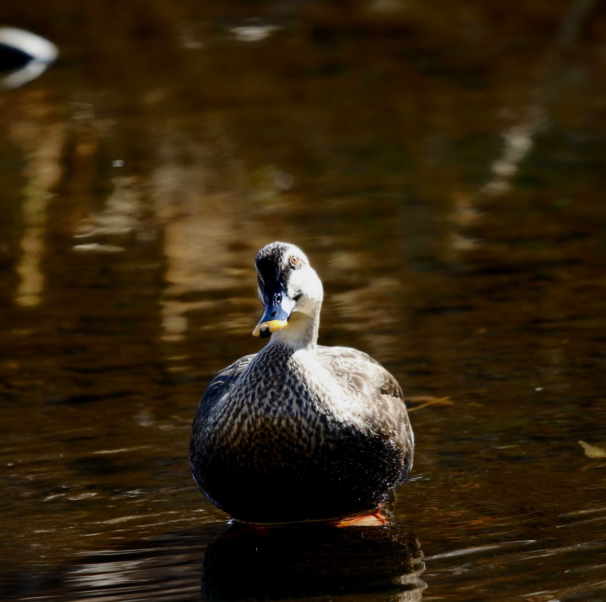 Photo of Eastern Spot-billed Duck at 玉川(厚木市) by Tak4628