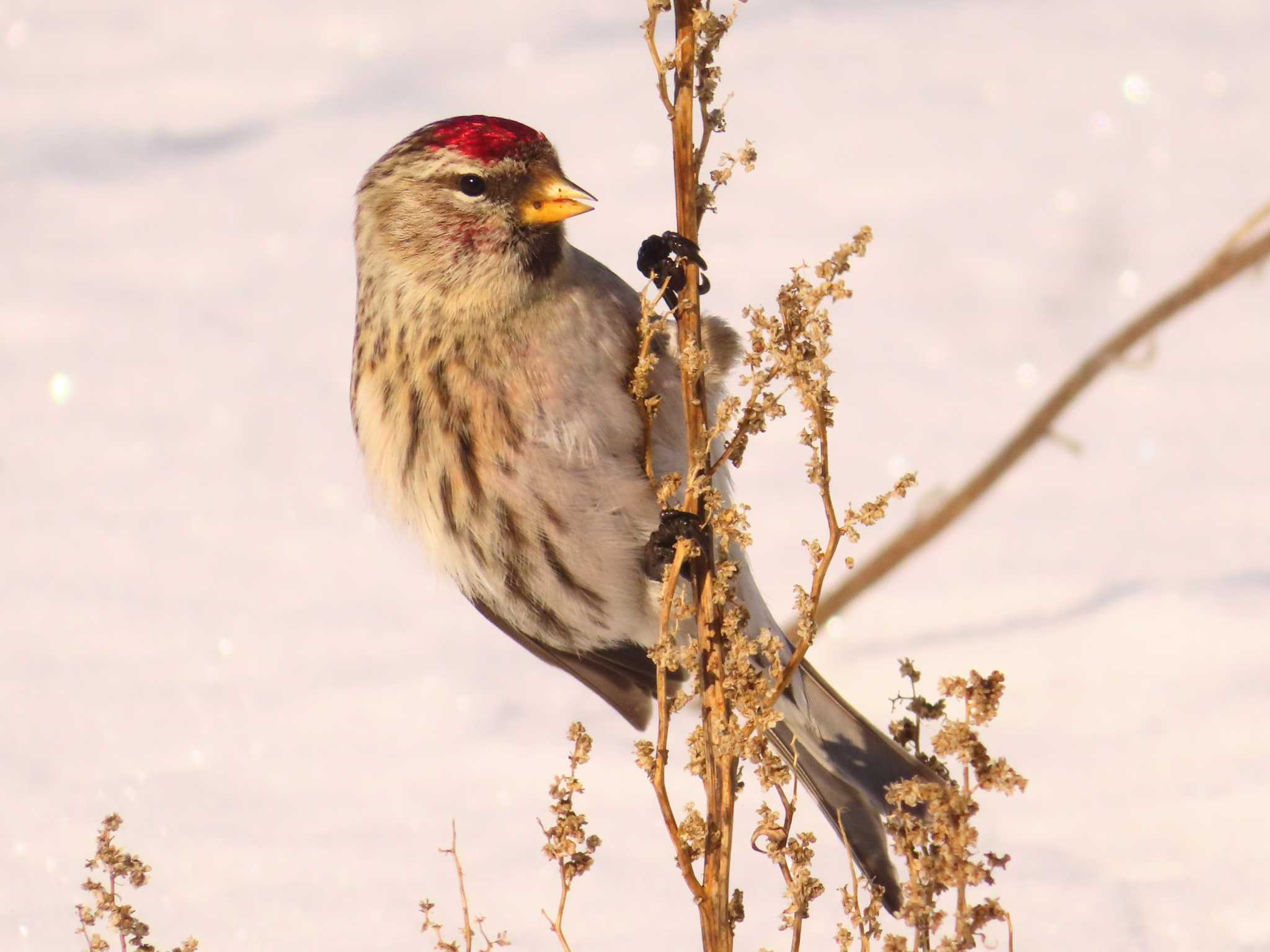 Photo of Common Redpoll at 鵡川河口 by ゆ