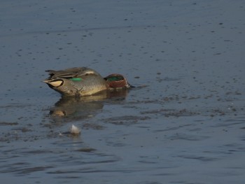 2024年2月3日(土) 渡良瀬遊水地の野鳥観察記録