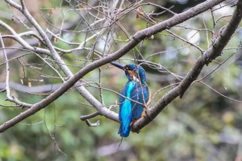 Common Kingfisher 大阪府堺市 Sun, 2/18/2024