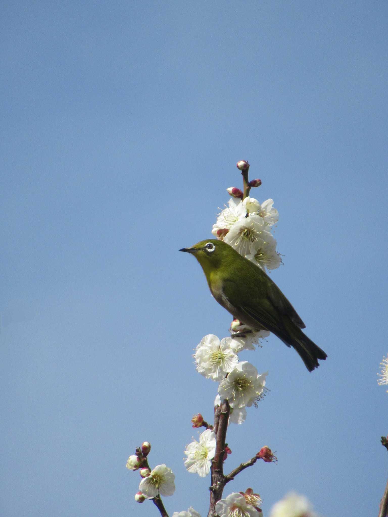 Warbling White-eye