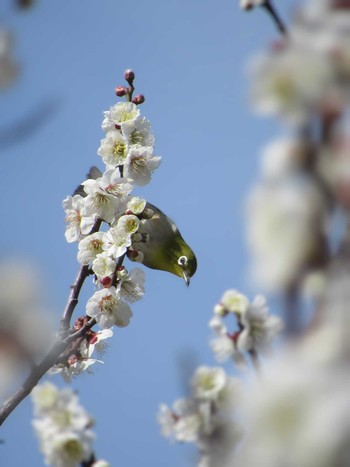 Warbling White-eye 神奈川県横浜市 Tue, 2/20/2024