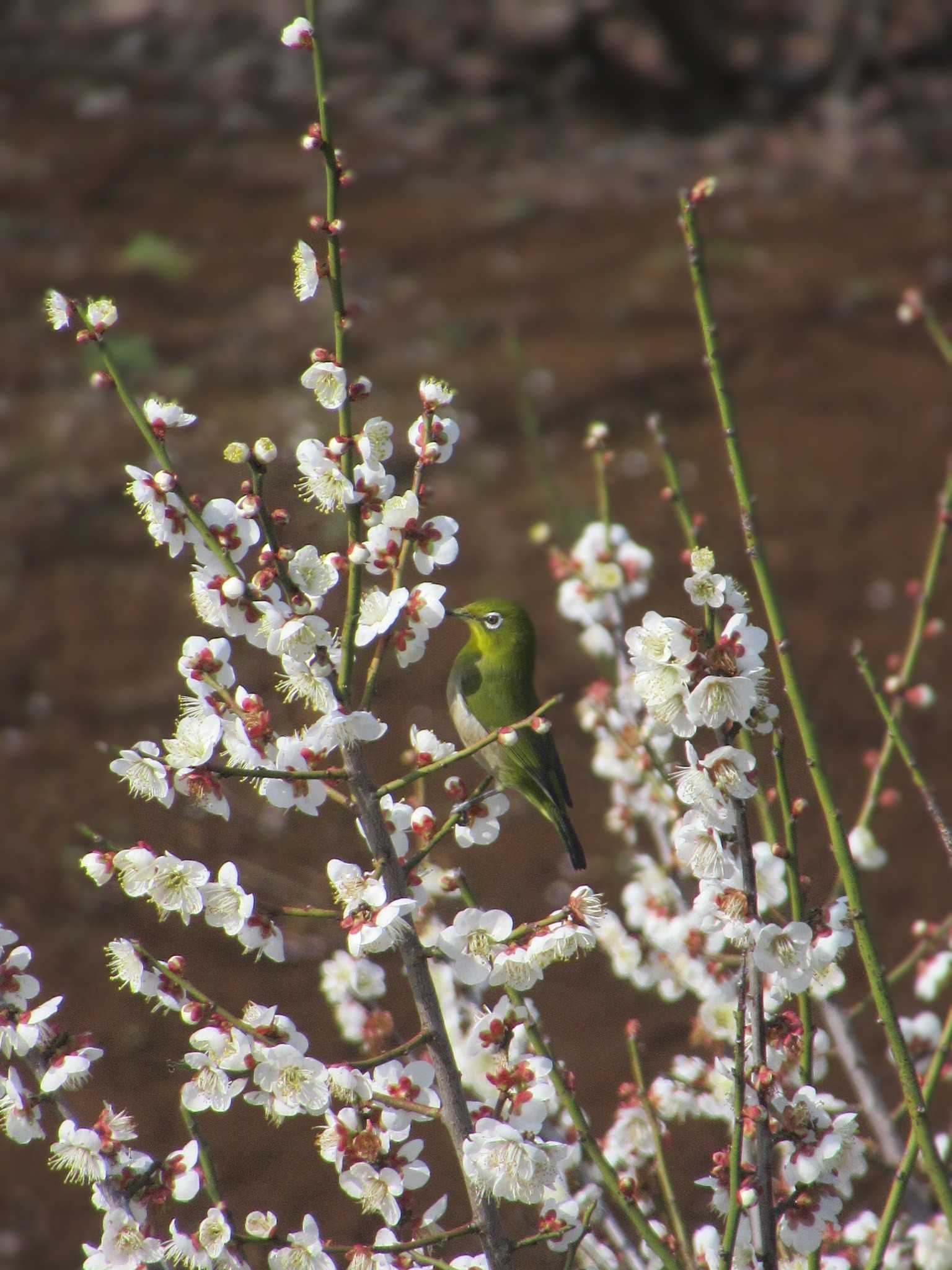 Warbling White-eye