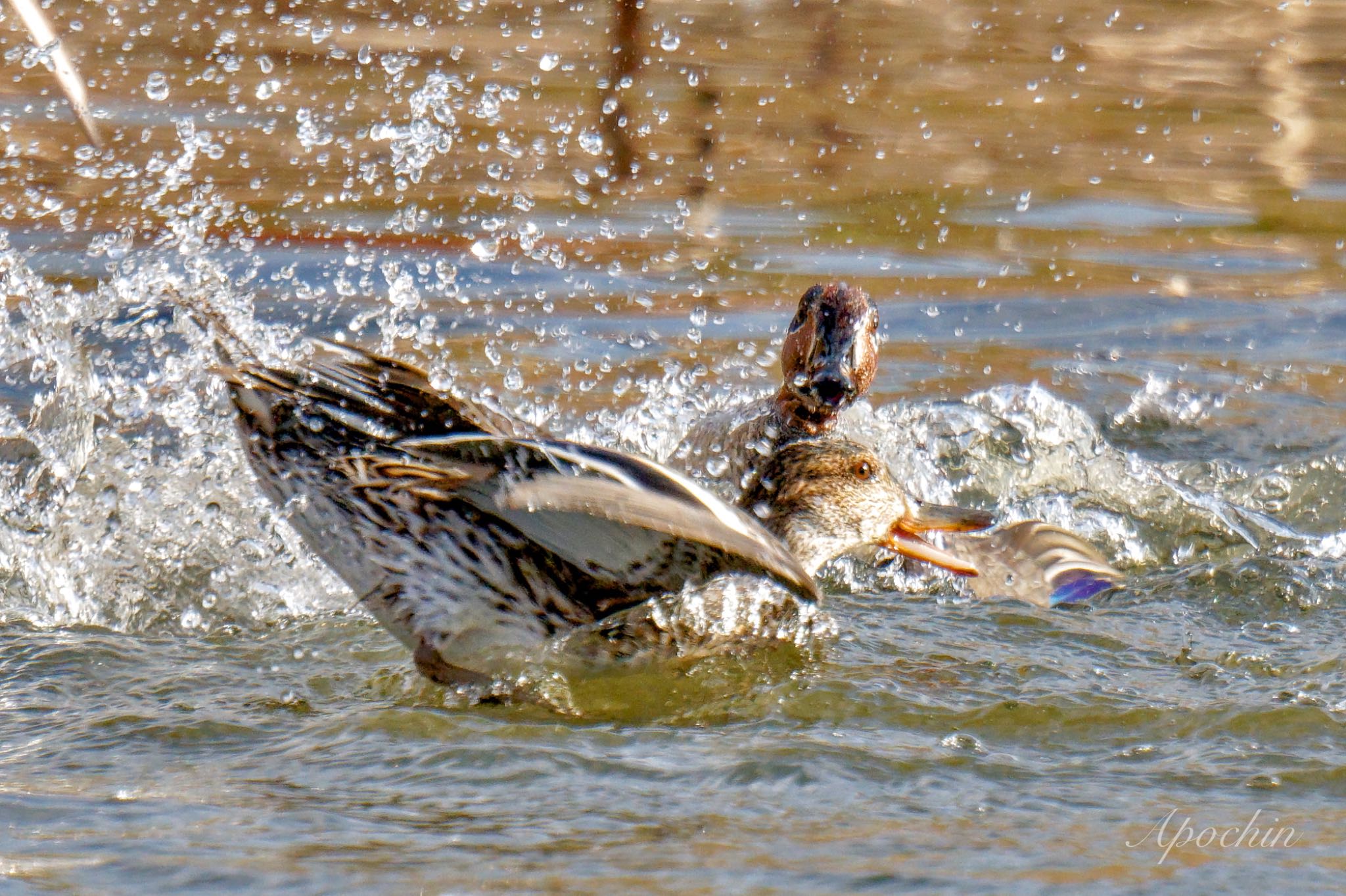 Photo of Eurasian Teal at Shin-yokohama Park by アポちん