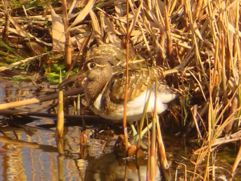 Greater Painted-snipe 大根川 Sat, 2/10/2024