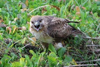 Eastern Buzzard 東京都多摩地域 Tue, 2/20/2024