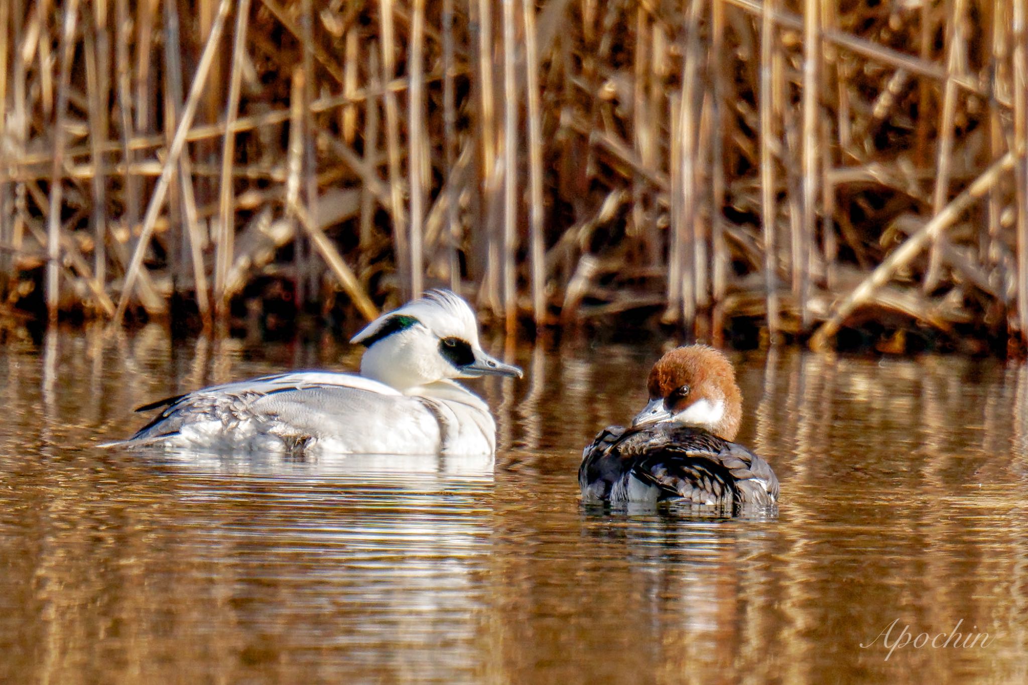 Smew